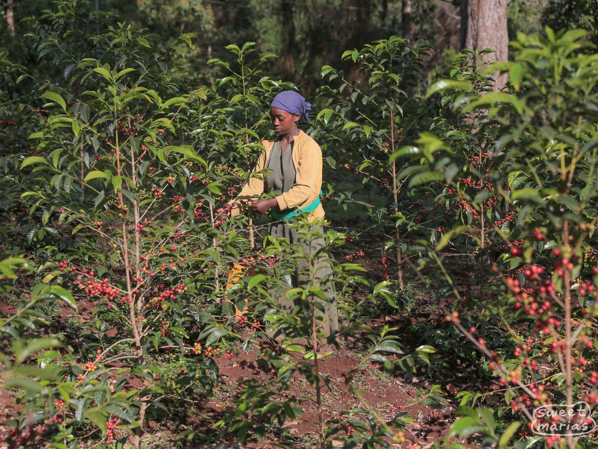 ETHIOPIA - SUKE QUTO (10 oz)