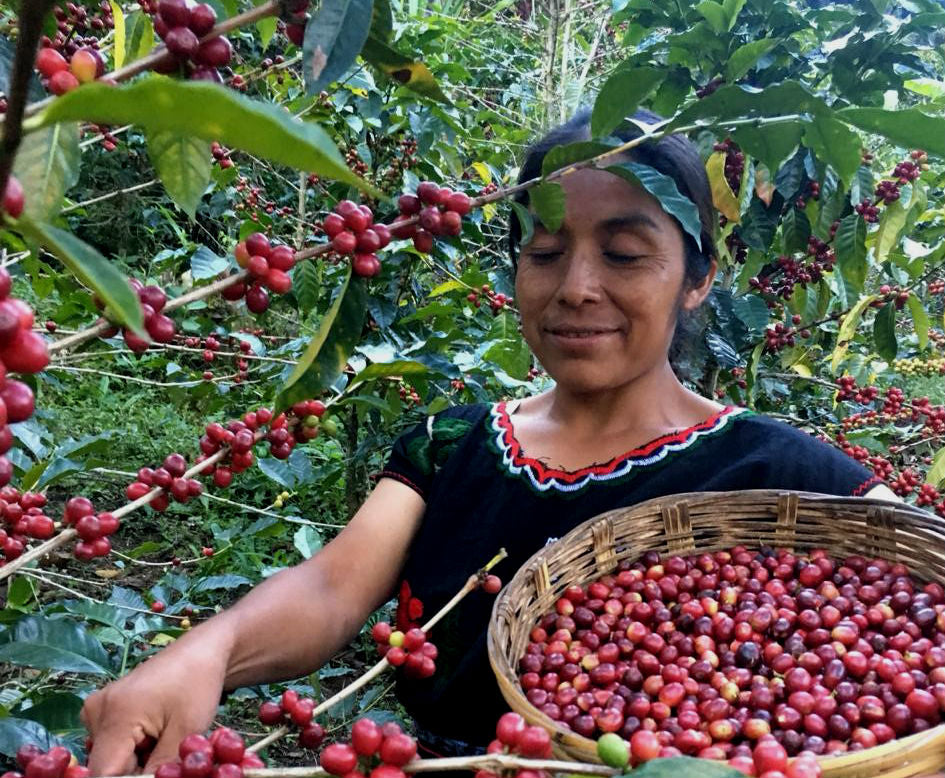 MEXICO CHIAPAS - MAYAN HARVEST WOMEN’S GROUP
