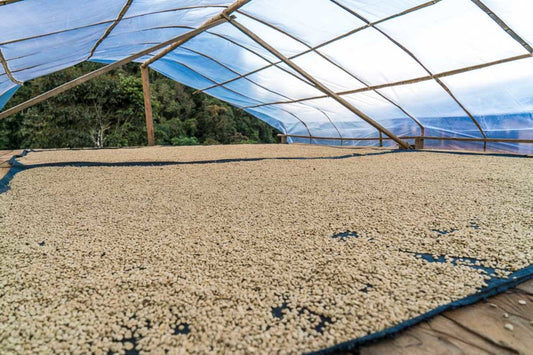 PERU - CAJAMARCA (10 oz)