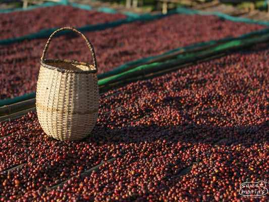ETHIOPIA GUJI - KALACHA GUDINA (10 oz)