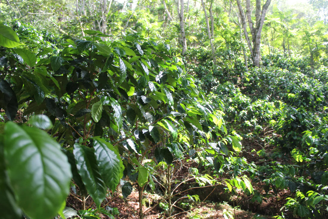 HONDURAS - HEYVIS SAGASTUME ENAMORADO (10 oz)