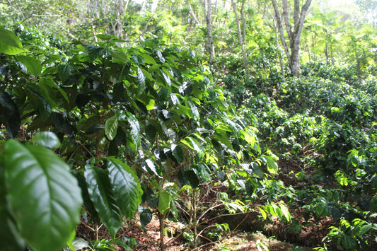HONDURAS - HEYVIS SAGASTUME ENAMORADO (10 oz)
