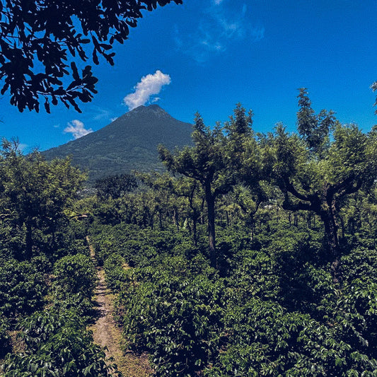 GUATEMALA - ROSARIO STUARDO