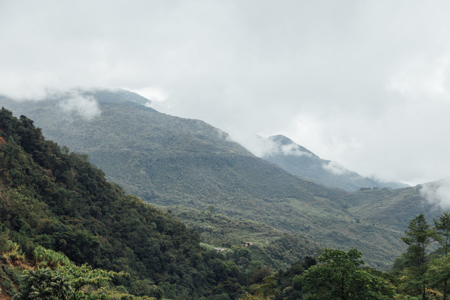 COLOMBIA - ARNULFO CARO CHIROSO