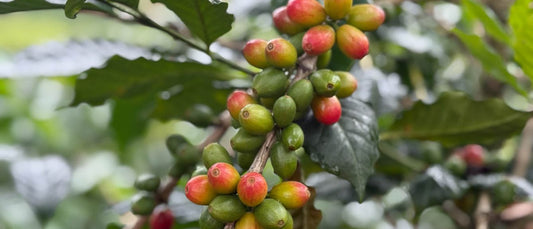 COLOMBIA - GRANJEROS DE HUILA
