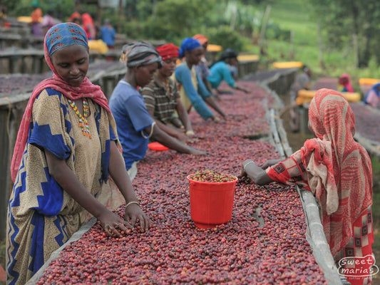 ETHIOPIA - SUKE QUTO (10 oz)